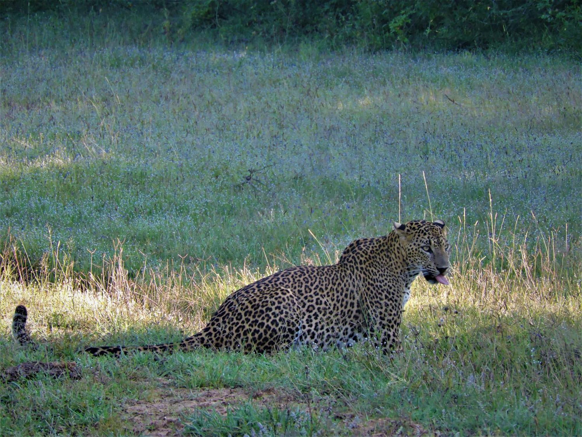 Yala Podi Hoona Bush Camp Hotell Exteriör bild