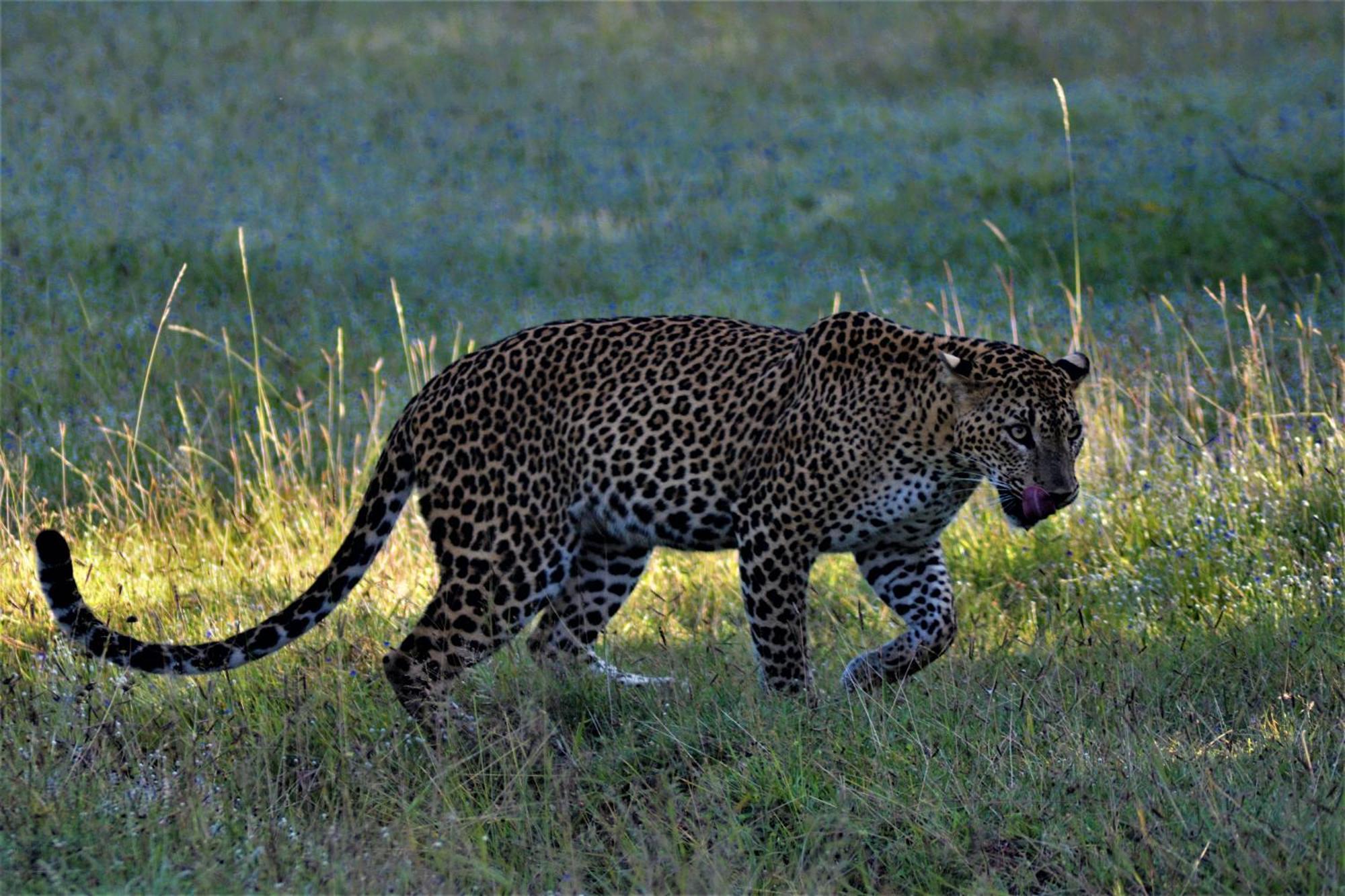 Yala Podi Hoona Bush Camp Hotell Exteriör bild